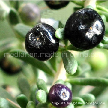 Medlar Chinese Lycium Barbarum Black Wolfberry Extract